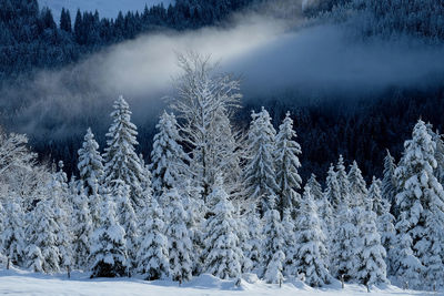 Snow covered pine trees in forest during winter