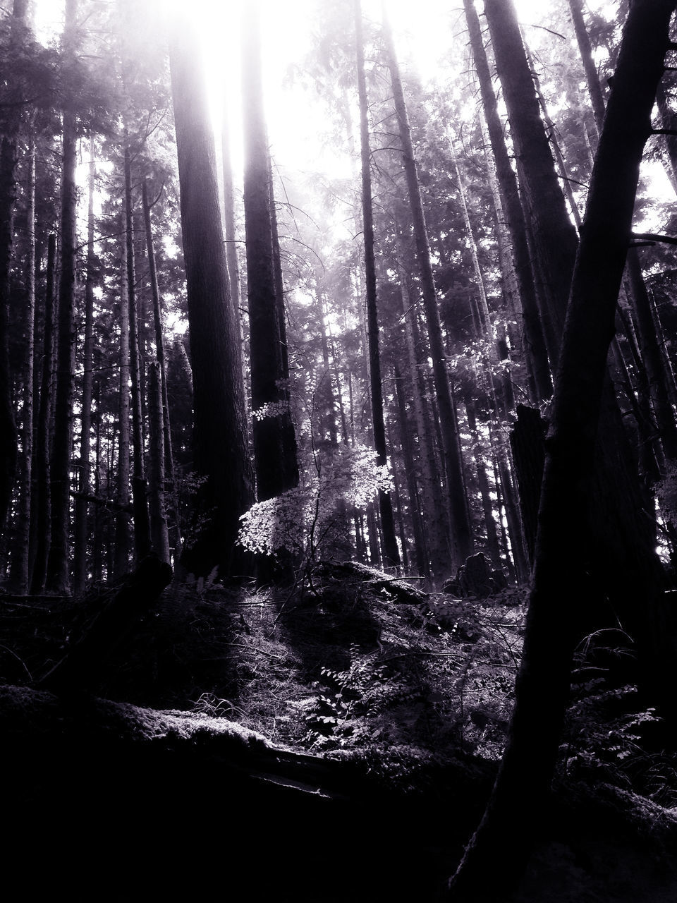 SUNLIGHT STREAMING ON TREES IN FOREST