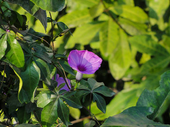 Close-up of pink flowering plant