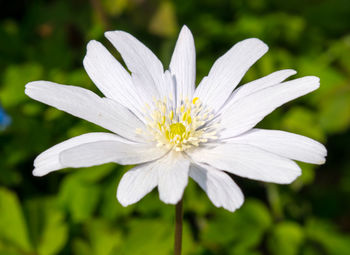 Close-up of white flower