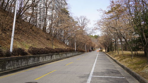 Empty road along trees