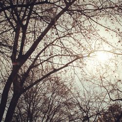 Low angle view of bare trees in forest