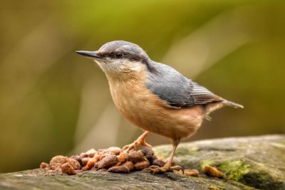 Close-up of bird perching on wood