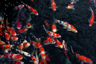 View of koi carps swimming in pond