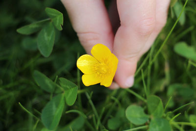 Cropped hand holding yellow flower on field
