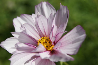 Close-up of flower blooming outdoors