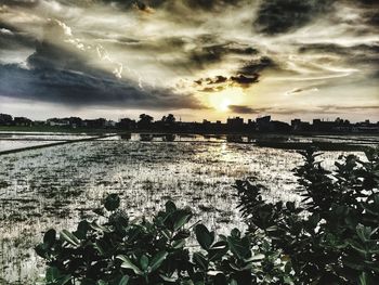 Scenic view of agricultural field against sky during sunset