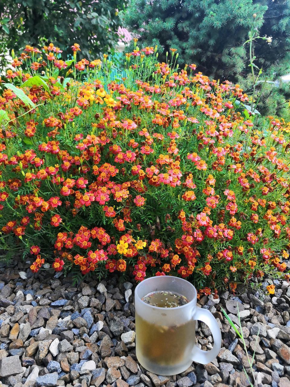 CLOSE-UP OF RED ROSES ON PLANT AT GARDEN