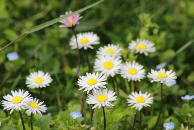 Close-up of white daisy flowers
