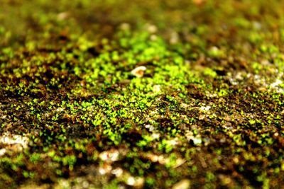 Full frame shot of grass