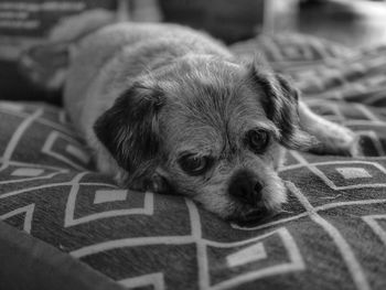 Close-up portrait of a dog relaxing at home