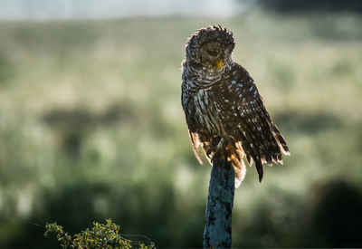 Close-up of owl perching outdoors