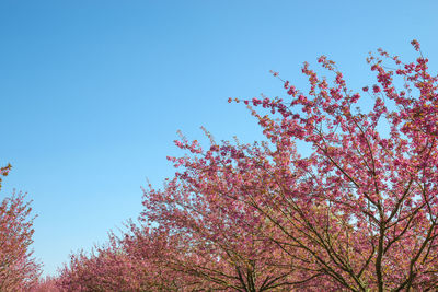 Low angle view of cherry blossoms against blue sky