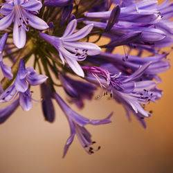 Close-up of purple flowers