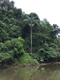 Scenic view of lake in forest against sky