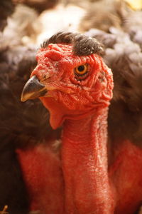 Close-up of turkey