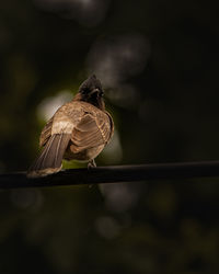 Close-up of bird perching on twig