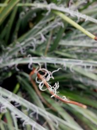 Close-up of plant against blurred background