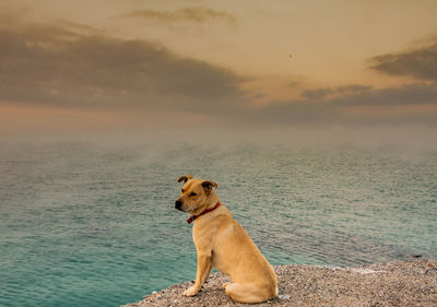 Dog looking at sea shore