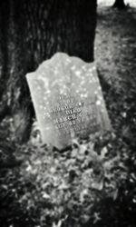 Close-up of plant against blurred background