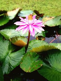 Close-up of lotus water lily in lake