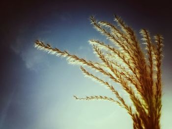 Close-up of plant against sky