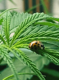 Close-up of insect on plant