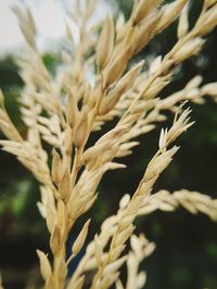 Close-up of stalks in field