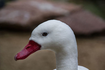 Close-up of a bird