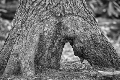 Close-up of tree trunk
