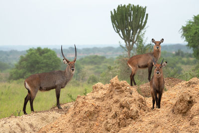 Defassa waterbuck, kobus defassa, murchison falls national park, uganda