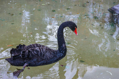 Black swan swimming in lake