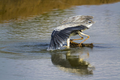 Bird flying over lake