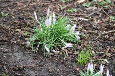 Close-up of fresh flower in field