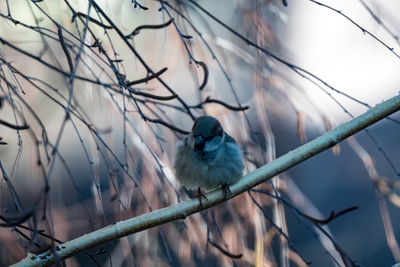 Low angle view of bird perching on branch