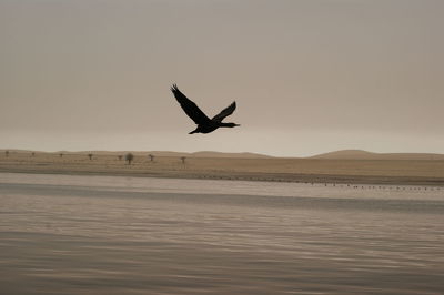 Bird flying over the shore