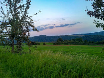 Scenic view of field against sky