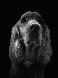 Close-up of dog looking away over black background