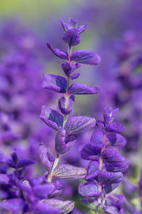 Close up of purple annual sage flowers in bloom