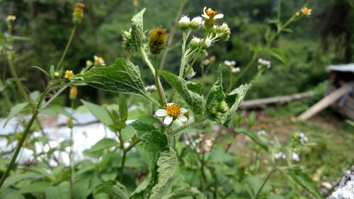 Close-up of insect on flowers