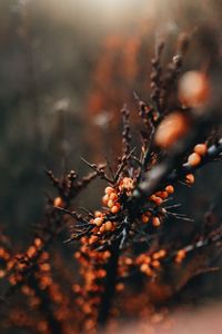 Close-up of berries growing on tree