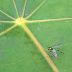Close-up of insect on leaf
