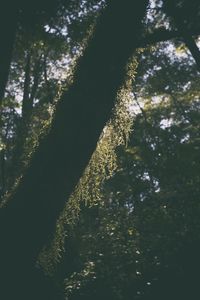 Low angle view of trees growing in forest