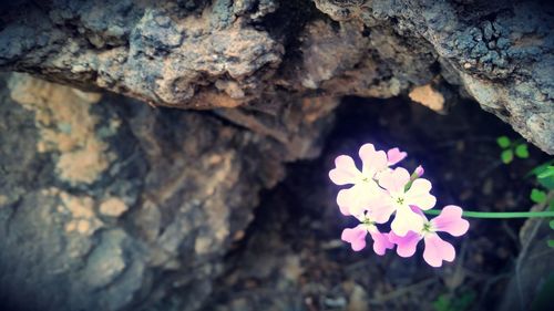 Close-up of flowers