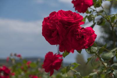 Close-up of pink flowers against sky