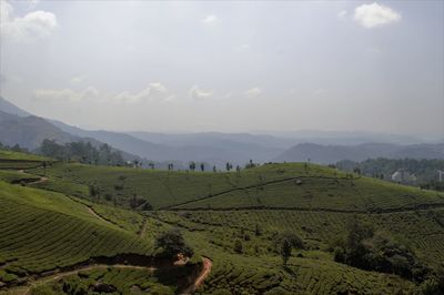 Scenic view of tea estate field against sky