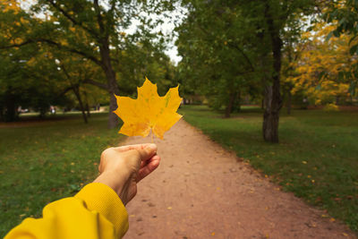 Leaf hand park. a girl holds a yellow maple leaf against the background of an autumn park. 