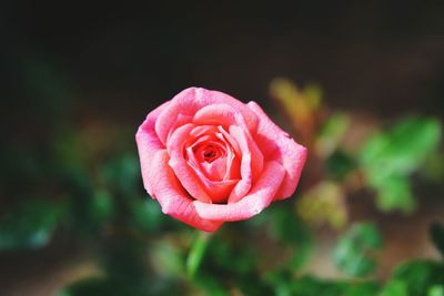 Close-up of pink rose blooming outdoors