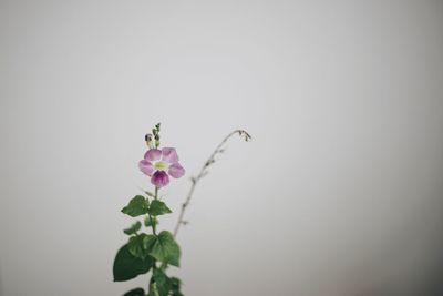 Close-up of purple flowering plant against white background