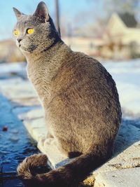 Close-up of a cat looking away